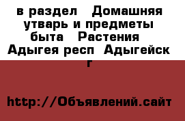  в раздел : Домашняя утварь и предметы быта » Растения . Адыгея респ.,Адыгейск г.